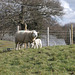oad - march 16 lamb