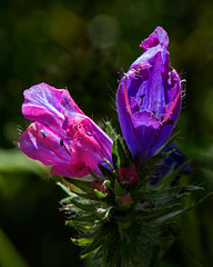 Purple Viper's-Bugloss