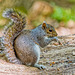 Squirrel.f4jpg