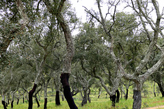 Almendres -  Cork oaks