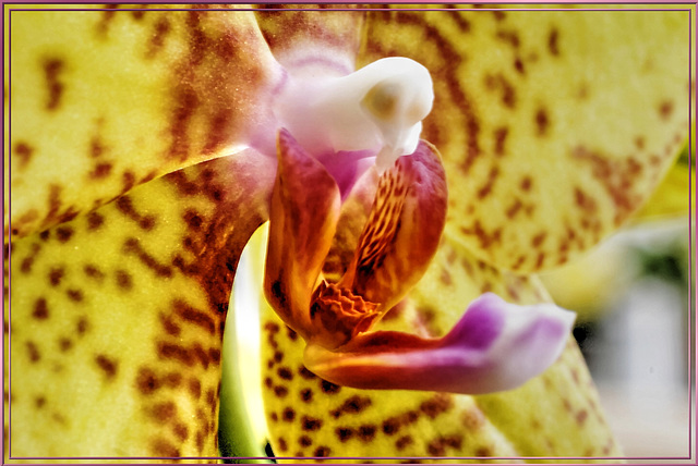 The orchid-center. ©UdoSm