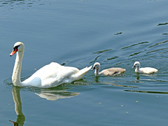 Swan Family