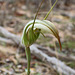 Pterostylis sp aff revoluta (Large Autumn Greenhood)