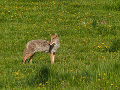 Coyote in a field of dandelions