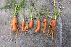 USA 2016 – Portland OR – Carrots, but not as we known them