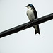 Day 3, Tree Swallow by Purple Martins, Pt Pelee