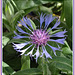 Bleuet de mon jardin, Cornflower of my garden