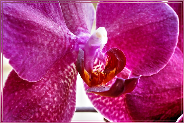 Center of an orchid. ©UdoSm