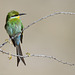 Guêpier à queue d'aronde (Swallow-tailed bee - eater)