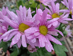 Happy Wet Flower Saturday ; ))