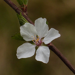A little blossom flower
