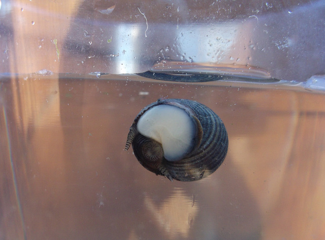 oaw - sea snail