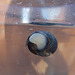 oaw - sea snail