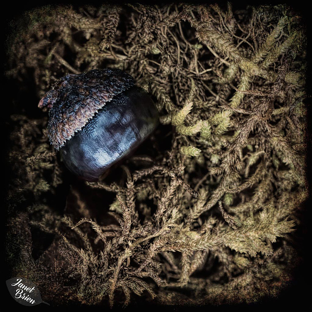 Pictures for Pam, Day 87: Tiny Acorn in Moss