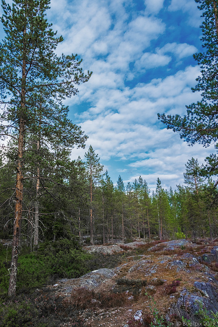 in den Wäldern bei Rovaniemi (© Buelipix)