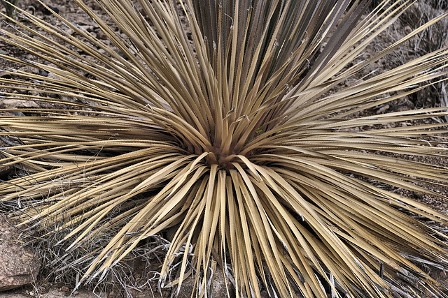 Cactus Burst – Desert Botanical Garden, Papago Park, Phoenix, Arizona