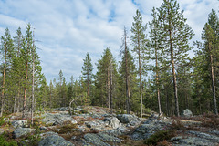 in den Wäldern bei Rovaniemi (© Buelipix)