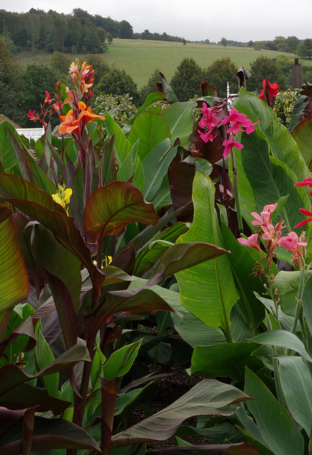 Canna lilies and South Downs