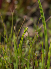 Calopogon tuberosus (Common Grass Pink orchid), Lindernia monticola (Piedmont false pimpernel)
