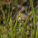 Calopogon tuberosus (Common Grass Pink orchid), Lindernia monticola (Piedmont false pimpernel)