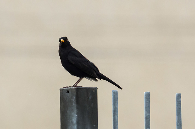 Blackbird on Fence