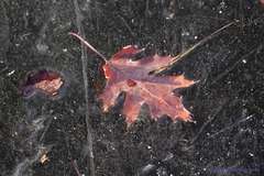 Leaf in Ice 1