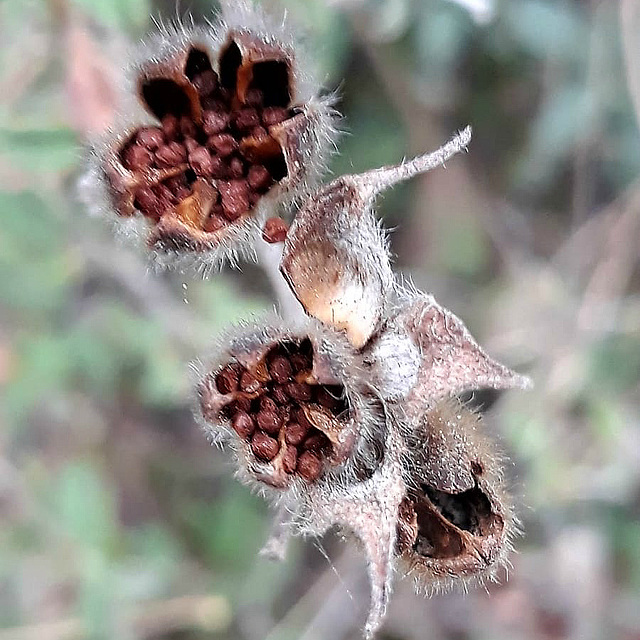Seedheads in winter colours.