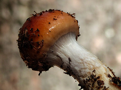 Fine 'threads' of a mushroom veil