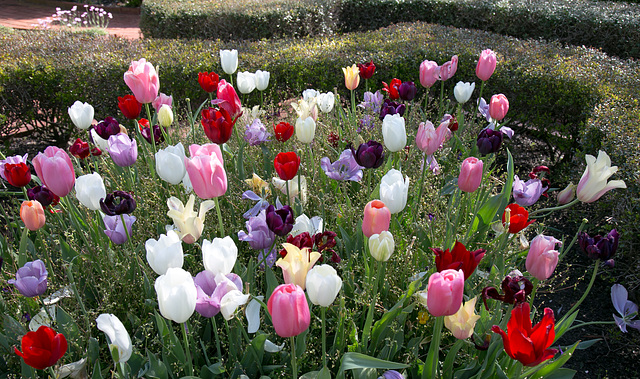 Tryon Palace, tulips