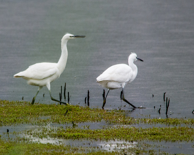 Egrets 3at Burton Wetlands