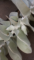 eucalyptus buds