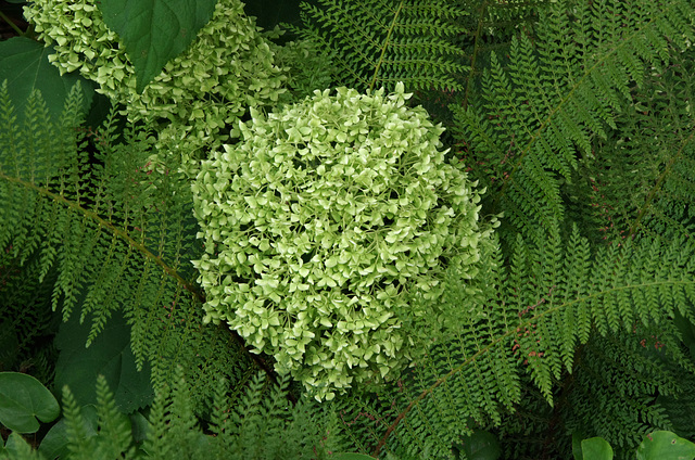 Green hydrangea in a nest of ferns