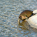 Dominican Republic, The Turtle Walks to the Water