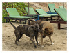 Dogs playing at Tan Thanh Beach / Vietnam