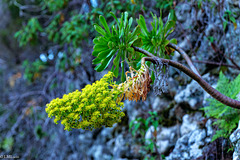 Bejeque arbóreo (Aeonium arboreum) PiP
