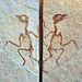 Dancing fossil Liaoxiornis delicatus 2