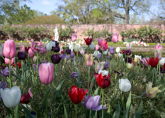 Tulips and statue, Tryon Palace