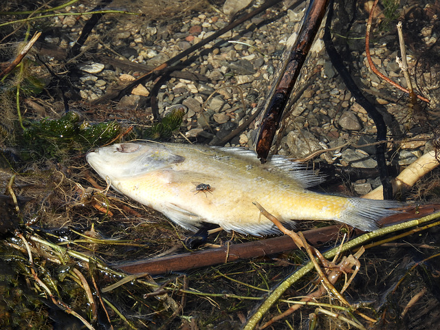 Day 2, fish sp. (dead), Rondeau PP