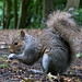 Squirrels in Eastham Woods