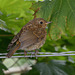 Re yesterdays photo:    Is it a Wren or a Robin?