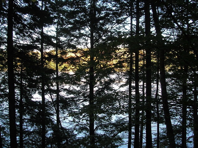 Dark Maine Woods