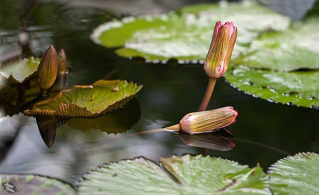 Victoria's Butterfly Gardens, Part 5: Lotus Blossom Buds and a Final Group of Butterflies and More! (+11 insets)