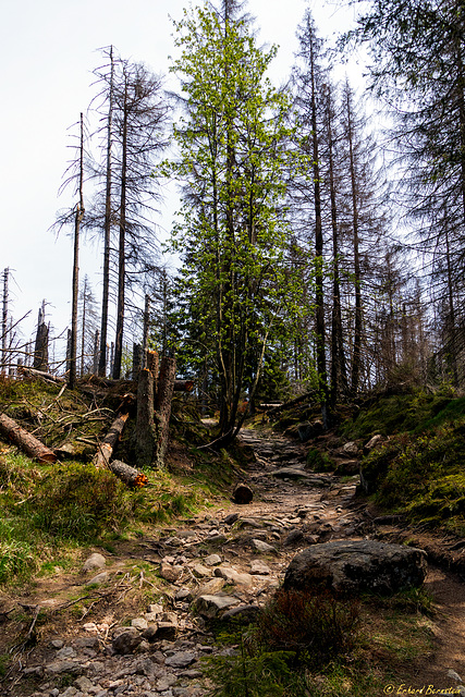 Der Weg zum Achtermann