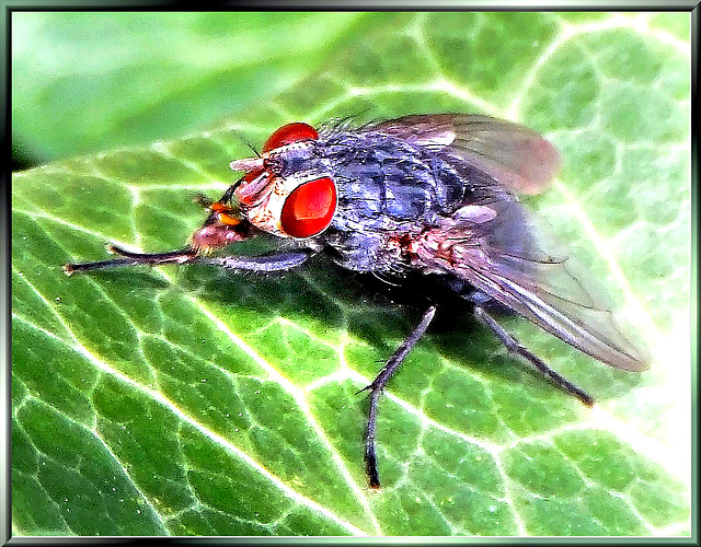 Just a fly, but... ©UdoSm