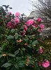 My Mum's other camellia
