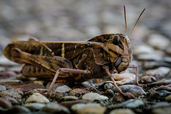 Yellow-winged Locust
