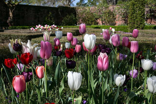 Pink tulips, Tryon Palace