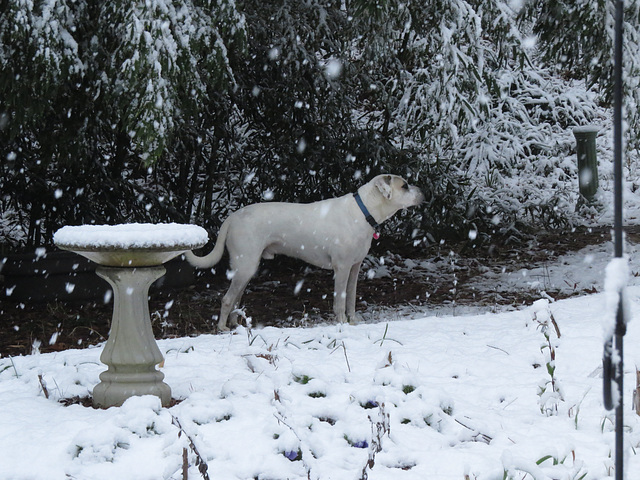 Branco enjoying the snow