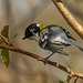 Great tit with an itch