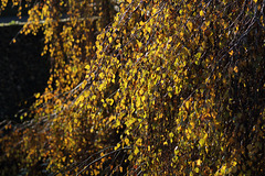 Silver Birch trees with autumn colour